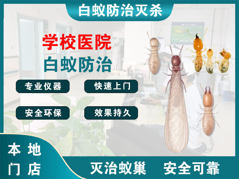 拱墅区学校医院白蚁防治