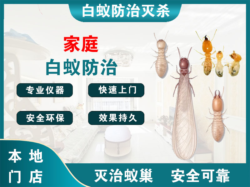 拱墅区家庭白蚁防治