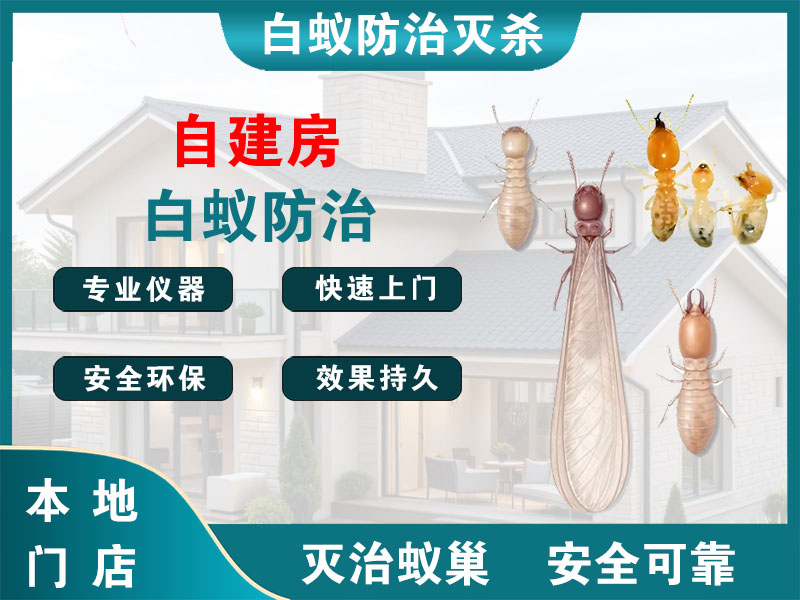 拱墅区自建房白蚁防治