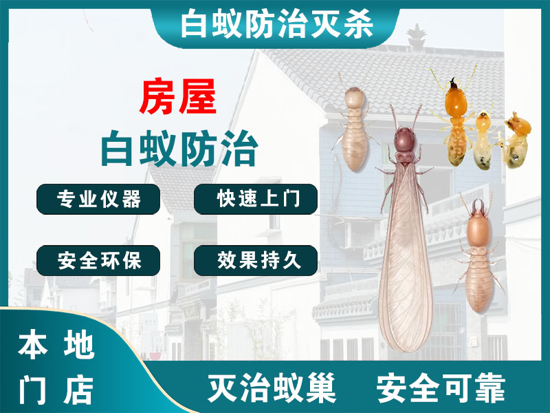 拱墅区房屋白蚁防治